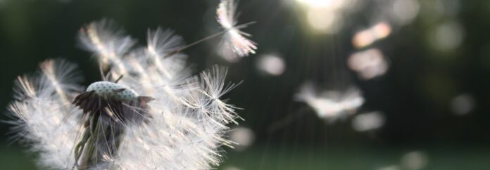 pexels-photo-54300