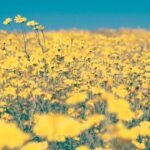 agriculture-beautiful-blooming-blossom-383640