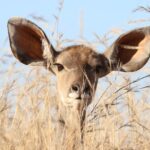 animal-animal-photography-barbaric-big-561870