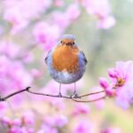 beautiful-bird-bloom-blossom-414181