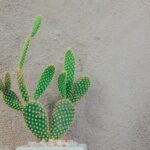 green-cactus-near-gray-concrete-wall-1076588