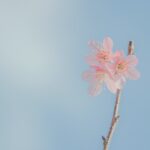 landscape-photography-of-pink-petaled-flowers-913416