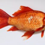 red-fish-45910