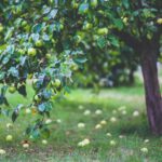 apple-tree-6035