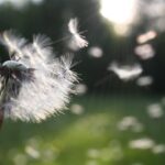dandelion-nature-sunlight-54300